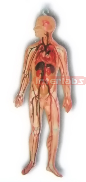 HITCH-HANGING HUMAN BLOOD ARTERY CIRCULATION SYSTEM MODEL